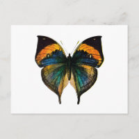 Vintage Butterfly - 1800's Antique Butterfly Litho