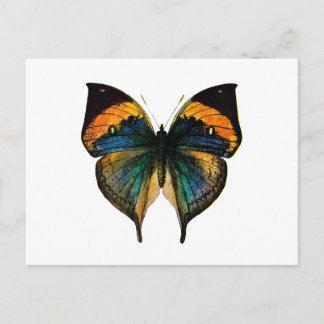 Vintage Butterfly - 1800's Antique Butterfly Litho Postcard