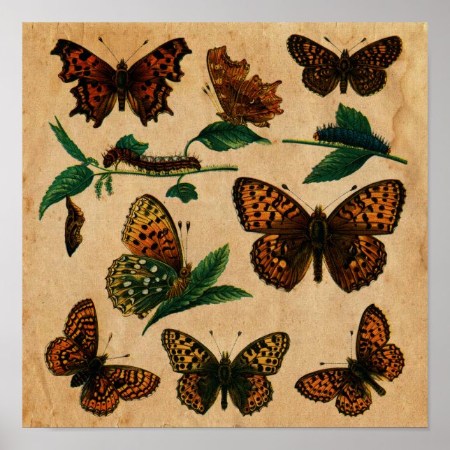 Vintage Butterfly and Caterpillar Collection Poster (Front)