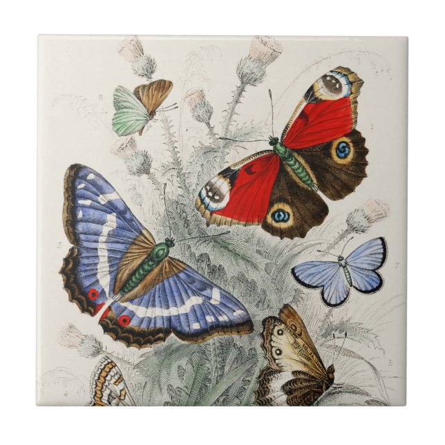 Vintage Butterfly Botanical Scientific Illustratio Ceramic Tile (Front)