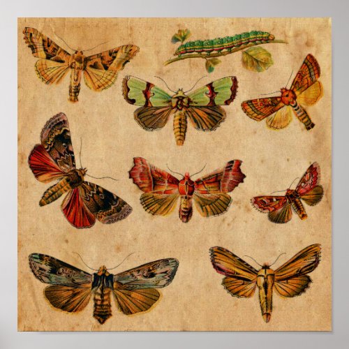 Vintage Butterfly  Caterpillar Antique  Poster