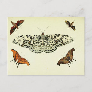 Vintage Butterfly Collage Postcard