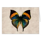 Vintage Butterfly Illustration 1800's Butterflies (Front Horizontal)