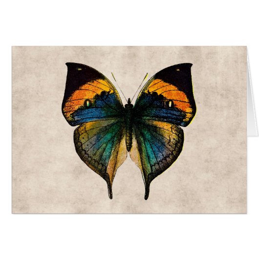 Vintage Butterfly Illustration 1800's Butterflies (Front Horizontal)