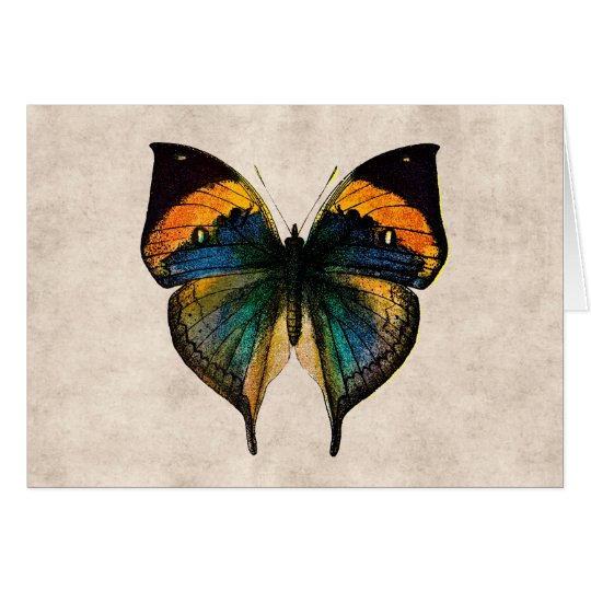 Vintage Butterfly Illustration 1800's Butterflies Card