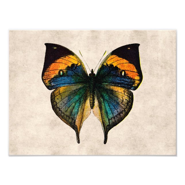 Vintage Butterfly Illustration 1800's Butterflies Photo Print (Front)