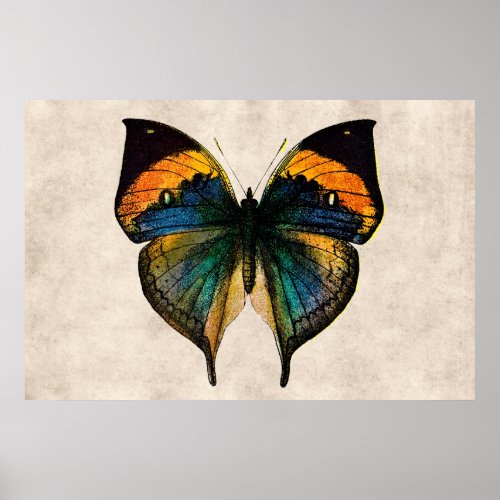 Vintage Butterfly Illustration 1800s Butterflies Poster