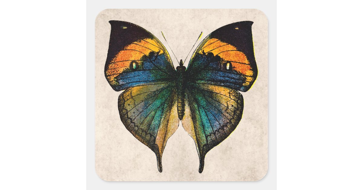 vintage butterfly illustration butterflies square sticker zazzlecom
