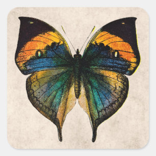 Vintage Butterfly Illustration - Butterflies Square Sticker