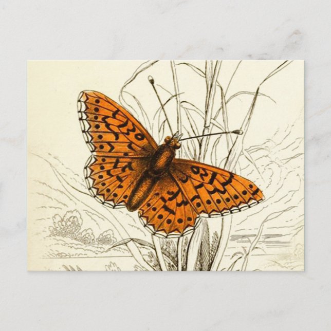 Vintage Butterfly Illustration, Orange and Black Postcard (Front)