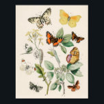 Vintage Butterfly Illustration Poster<br><div class="desc">Vintage drawing of different types of butterflies</div>