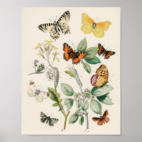 Vintage Butterfly Illustration Poster