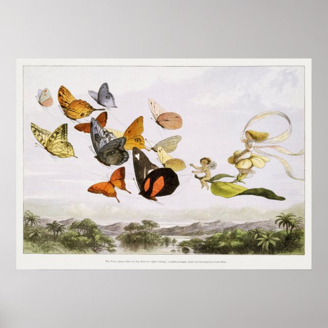 Vintage Butterfly Illustration Poster (Front)