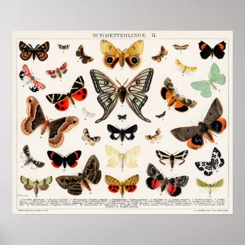 Vintage Butterfly Illustration Poster