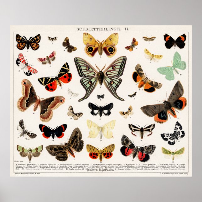 Vintage Butterfly Illustration Poster (Front)