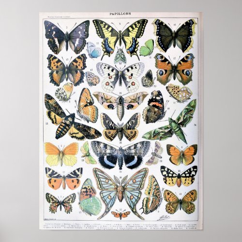 Vintage Butterfly Illustration Poster