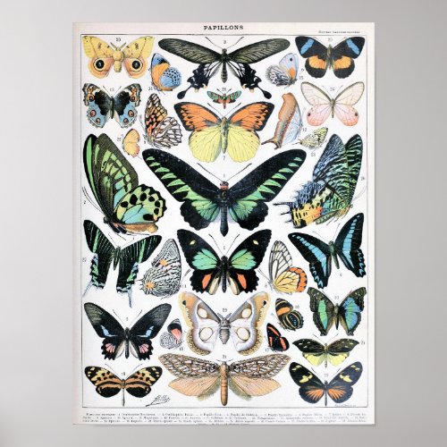 Vintage Butterfly Illustration Poster