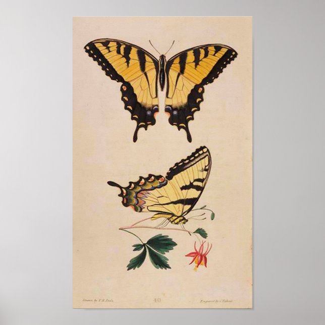 Vintage Butterfly Image Poster (Front)