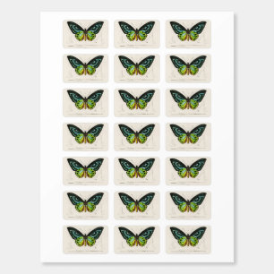 Vintage Butterfly Matchboxes