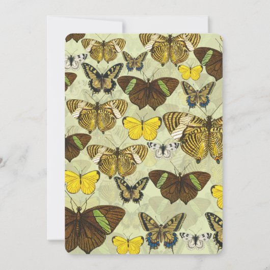 Vintage Butterfly Moth Chart Pattern (Back)