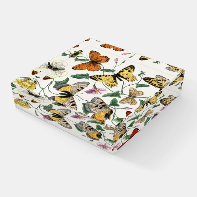 Vintage Butterfly & Moth Painting Paperweight (Angled)