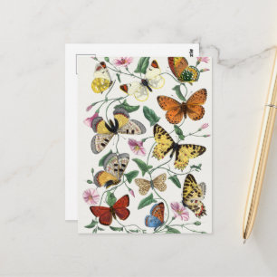 Vintage Butterfly & Moth Painting Postcard