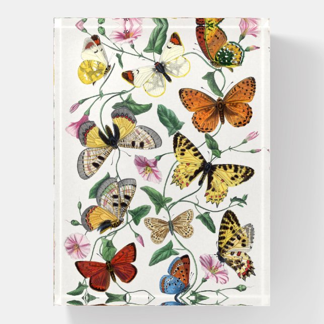 Vintage Butterfly & Moth   Paperweight (Vertical)