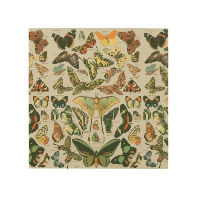 Vintage Butterfly Moth Pattern Print (Front)