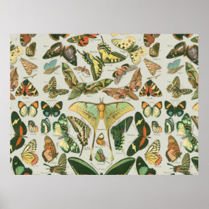 Vintage Butterfly Moth Pattern Print