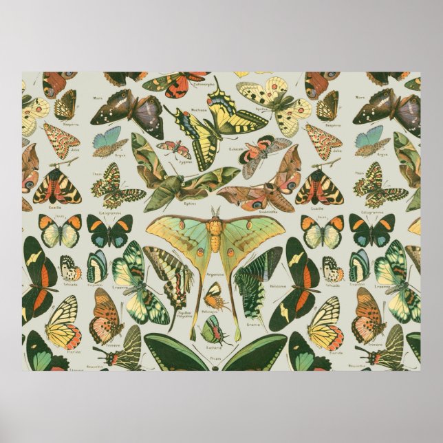 Vintage Butterfly Moth Pattern Print (Front)