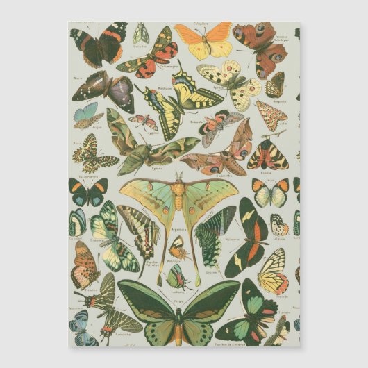 Vintage Butterfly Moth Pattern Print (Front)