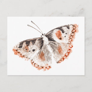 Vintage Butterfly Old Illustration Postcard
