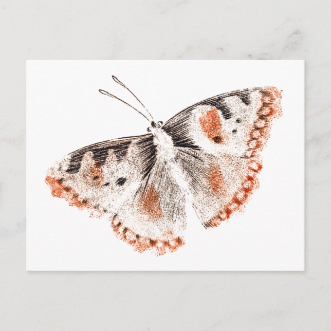 Vintage Butterfly Old Illustration Postcard (Front)