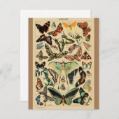 Vintage Butterfly Papillon Old Illustration Art (Front/Back)