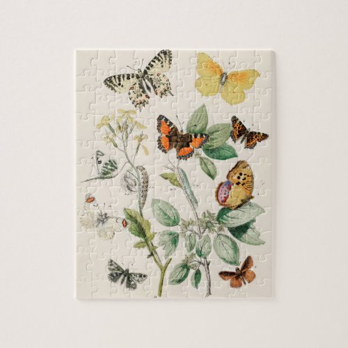 Vintage Butterfly Papillon Old Illustration Art Jigsaw Puzzle