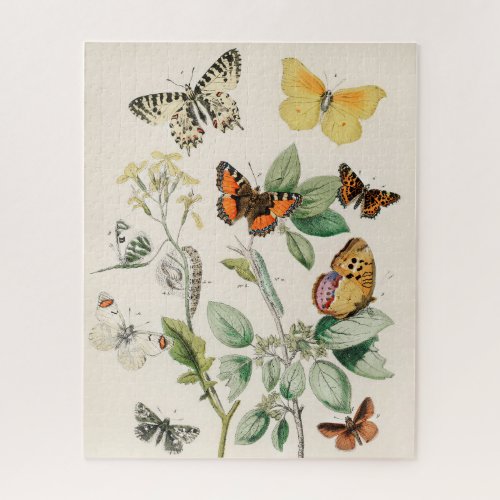 Vintage Butterfly Papillon Old Illustration Art Jigsaw Puzzle