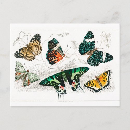 Vintage Butterfly Papillon Old Illustration Art Postcard