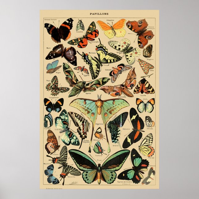 Vintage Butterfly Papillon Old Illustration Art Poster (Front)