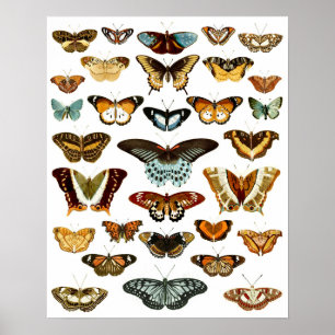 Vintage Butterfly Pattern Poster
