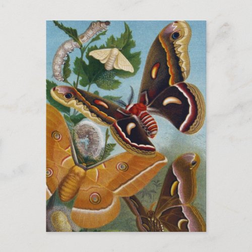 Vintage Butterfly Postcard