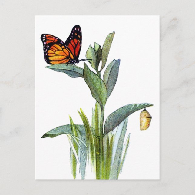 Vintage Butterfly Postcard (Front)