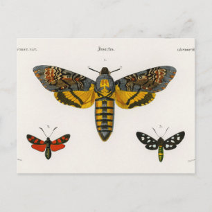 Vintage Butterfly Postcard