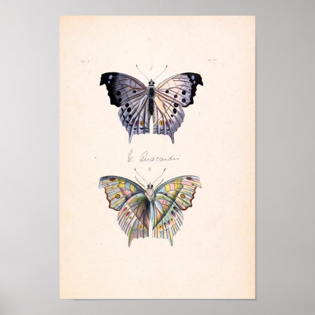 Vintage Butterfly Poster (Front)