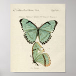 Vintage Butterfly Poster at Zazzle