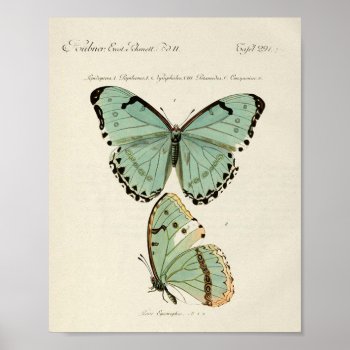 Vintage Butterfly Poster by KathiAnn at Zazzle