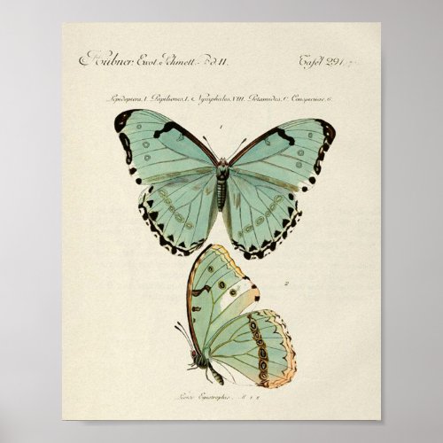 Vintage Butterfly Poster