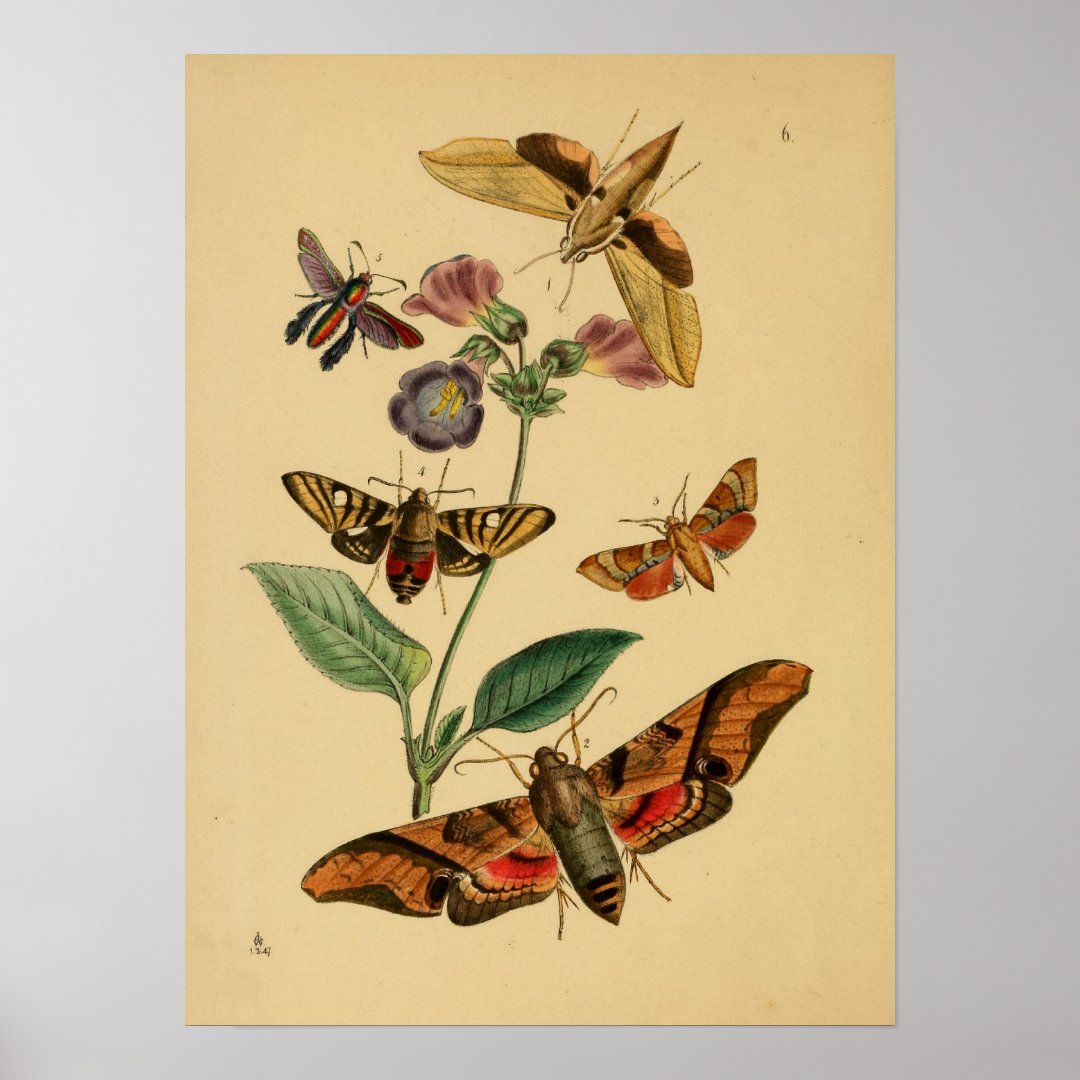 Vintage Butterfly Poster | Zazzle