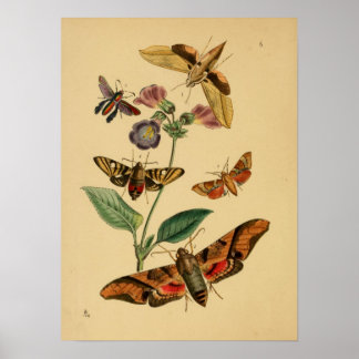 Butterfly Posters | Zazzle