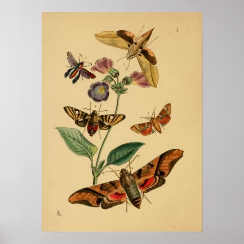 Vintage Butterfly Poster