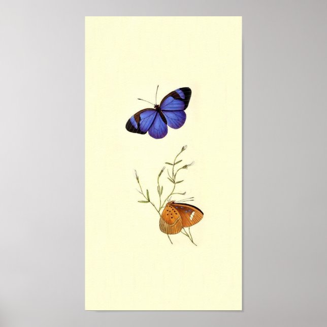 Vintage Butterfly Poster (Front)